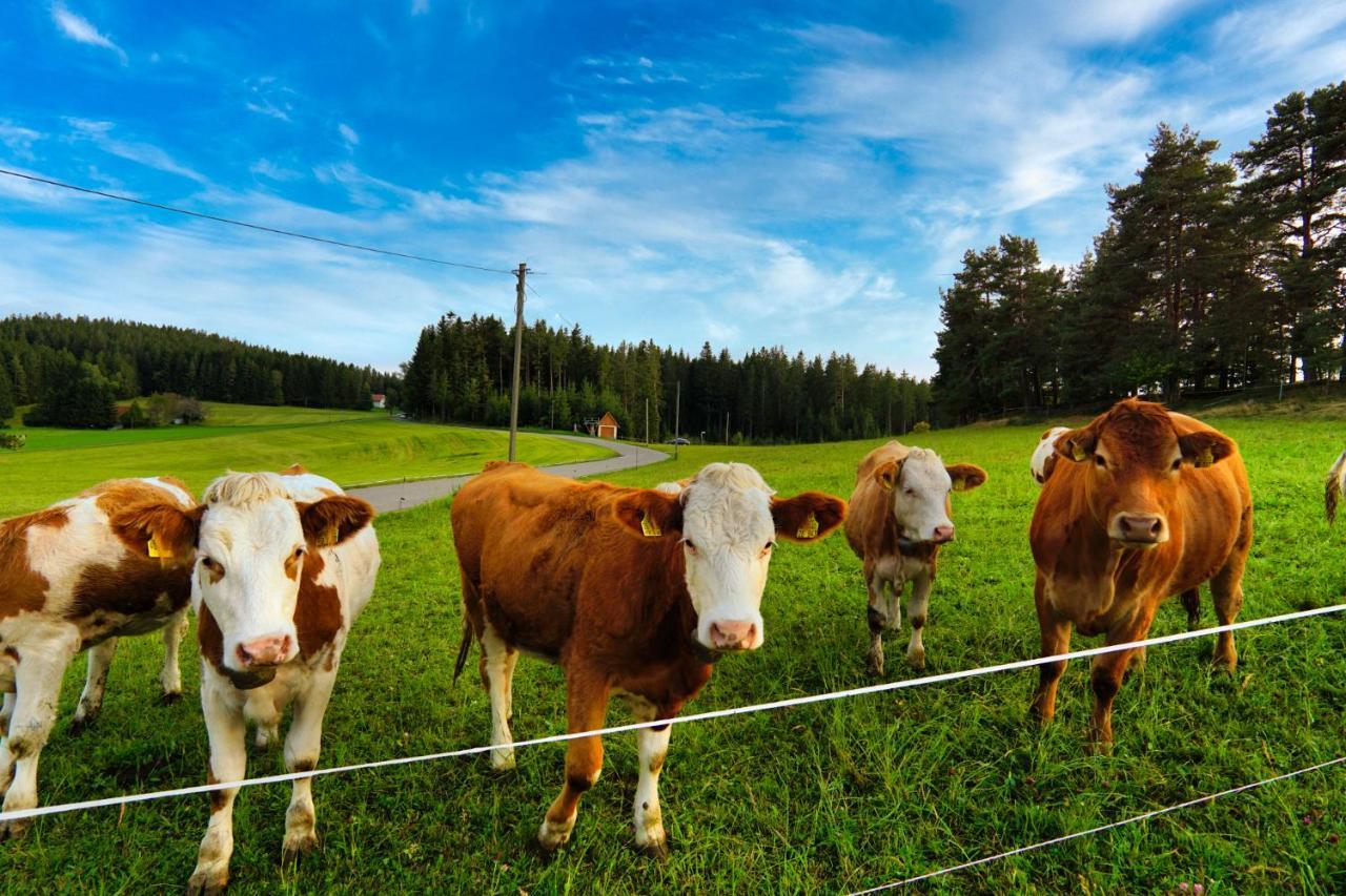 Landhaus Valentin Lägenhet Triberg im Schwarzwald Exteriör bild